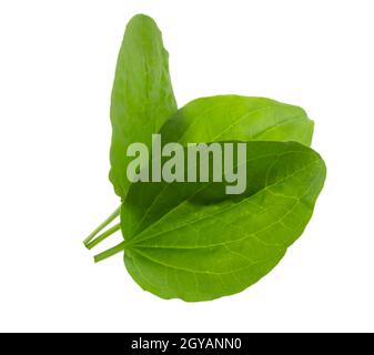 Primo piano di foglie di plantago isolate su sfondo bianco Foto Stock