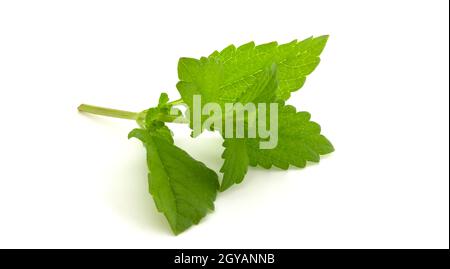 Un ramo di menta fresca giace su uno sfondo bianco isolato Foto Stock