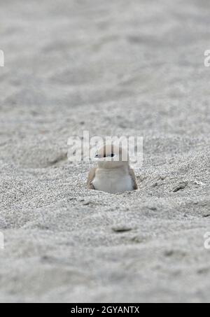 Piccolo Pratincole (Glareola lattea) adulto a riposo in depressioni su banco di sabbia Nameri, Assam, India Gennaio Foto Stock