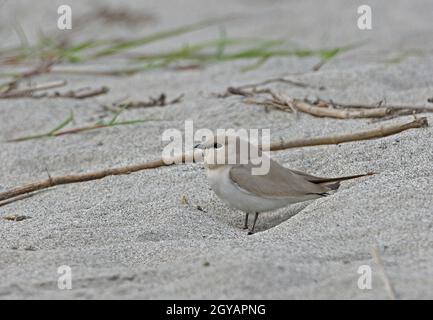 Piccolo Pratincole (Glareola lattea) adulti a riposo sulla riva del sabbia nel fiume Nameri, Assam, India Gennaio Foto Stock