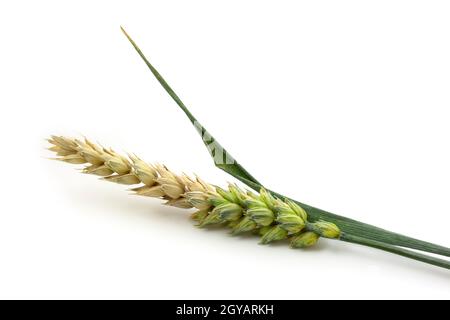 Spikelet di grano isolato su sfondo bianco primo piano. Mezzo orecchio maturo di grano Foto Stock