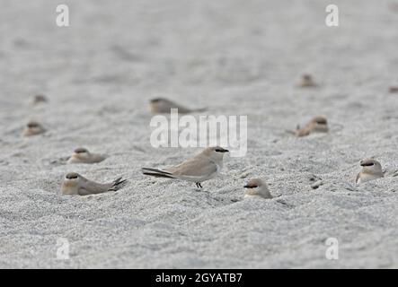 Piccolo Pratincole (Glareola lattea) adulti a riposo sulla banca di sabbia Nameri, Assam, India Gennaio Foto Stock