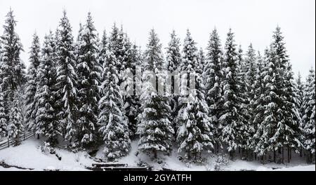 Incantevole paesaggio invernale. Fitte foreste di montagna con alte e verde scuro di abeti ricoperti di pulire la neve profonda sul pupazzo di neve luminoso giorno d'inverno. Foto Stock