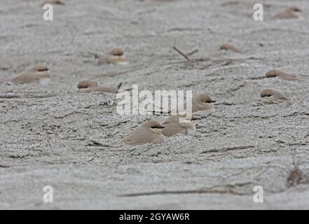 Piccolo Pratincole (Glareola lactea) adulti a riposo in depressioni su banco di sabbia Nameri, Assam, India Gennaio Foto Stock