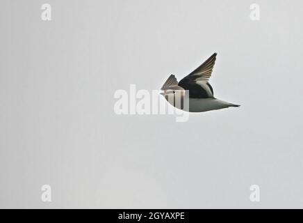 Piccolo Pratincole (Glareola lattea) adulto in volo sul fiume Nameri, Assam, India Gennaio Foto Stock