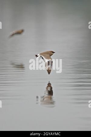 Piccolo Pratincole (Glareola lattea) adulto in volo sul fiume Nameri, Assam, India Gennaio Foto Stock