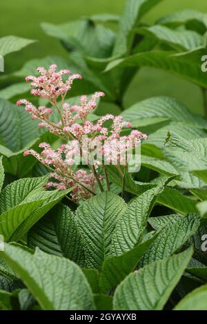 Henrys castagno lievitato rodgersia, Rodgersia aesculifolia varietà Henrici, foglie e fiori e uno sfondo di foglie sfocate. Foto Stock