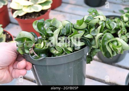 Una mano che tiene una pentola con una corda Hindu Hoya. Foto Stock