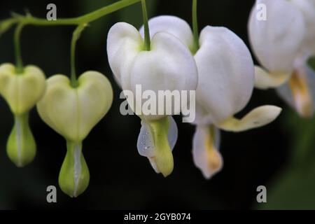 Macro foto di bianco Bleeding cuore fiori fioritura. Foto Stock