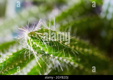 Primo piano di spine su una pianta di cactus Foto Stock