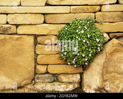 Fata heronsball pianta o geranio alpino, Erodium reichardii, fiorendo su un muro di pietra Foto Stock