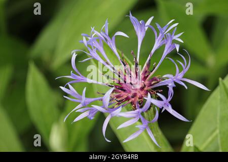 Fiore perenne violetto, Centaurea montana varietà grandiflora, fiore da vicino con uno sfondo sfocato di foglie. Foto Stock