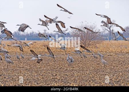 Sandhill Cranes decollo da un campo agricolo vicino a Kearney, Nebraska Foto Stock