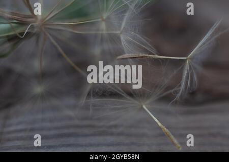 gigantesco semi di dente di leone macro su sfondo grigio di legno intemperato Foto Stock