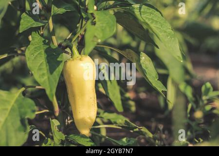 Primo piano giovani peperoni campanili che crescono su un cespuglio nel giardino. Bulgaro o peperoni dolci. Profondità di campo poco profonda Foto Stock