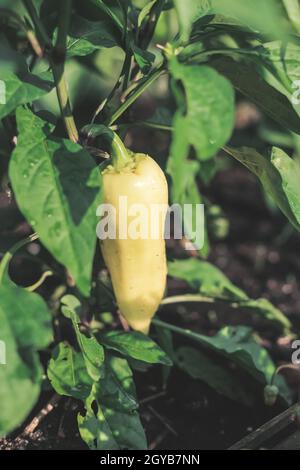 Primo piano giovani peperoni campanili che crescono su un cespuglio nel giardino. Bulgaro o peperoni dolci. Profondità di campo poco profonda Foto Stock