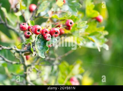 Bacche di biancospino rosso brillante o fiati che crescono sul cespuglio (Crataegus monogyna) in autunno Foto Stock