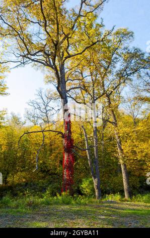 Verniciatura a olio. Autunno foresta natura. Foresta colorata e raggi di sole che brillano attraverso rami di albero. Paesaggi di natura con la luce del sole Foto Stock