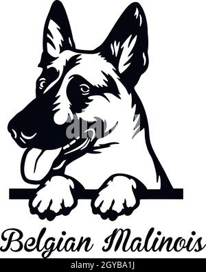 Malinois Belga cane da Pechino - testa isolata su bianco - stock vettoriale Illustrazione Vettoriale