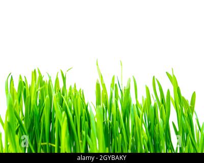 Il verde primaverile spara di raccolti invernali su sfondo bianco. Giornata della Terra. Agricoltura. Posiziona per testo. Foto Stock