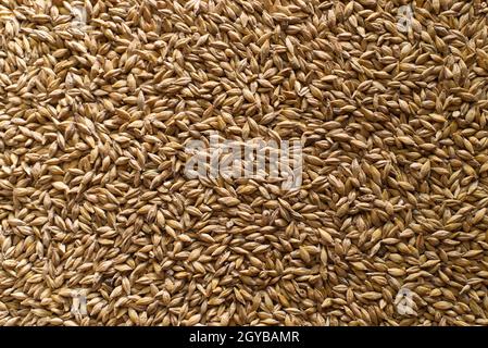 Semi di orzo con la buccia esterna, il fondo e la superficie di grani di orzo (Hordeum vulgare) Foto Stock