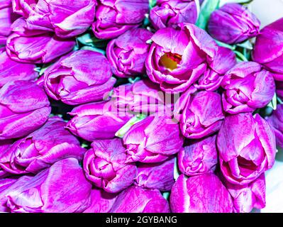 Bouquet festoso di fiori di lilla e tulipani bianchi per la Festa della mamma. Giornata delle madri. San Valentino. Compleanno. Bouquet nuziale. Regalo. Posiziona per testo. B Foto Stock