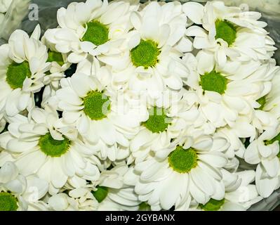 Bouquet festoso di fiori bianchi decorativi a margherita. Giornata delle madri. Compleanno. Bouquet nuziale. San Valentino. Posiziona per testo. Foto Stock