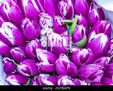 Bouquet festoso di fiori di lilla e tulipani bianchi per la Festa della mamma. Giornata delle madri. San Valentino. Compleanno. Bouquet nuziale. Regalo. Posiziona per testo. B Foto Stock