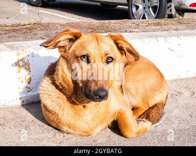 Il cane rosso parassita si trova sul marciapiede. Immagine di sfondo. Posiziona per testo. Vita cittadina. Animali. Foto Stock