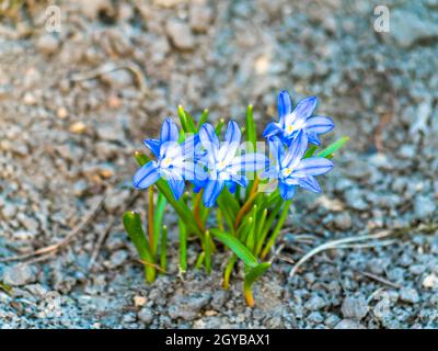 Fiori di viola blu foresta nel terreno. Compleanno. Bouquet nuziale. Giornata delle madri. San Valentino. Posiziona per testo. Mostra negozio di fiori. Foto Stock