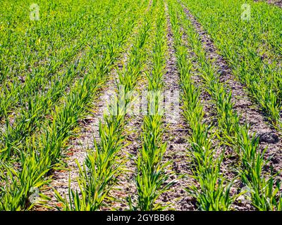 Verdi file di germogli invernali su un campo agricolo in primavera. Giornata della Terra. Agricoltura. Posiziona per testo. Immagine di sfondo. Foto Stock