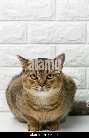 Adulto grigio scozzese diritto chinchilla gatto su uno sfondo bianco, l'animale guarda la macchina fotografica e riposa Foto Stock