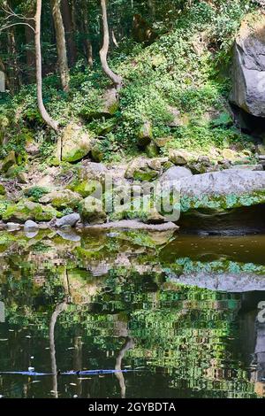 Alberi a forma di J appesi su una collina e massi che conduce in un fiume in estate Foto Stock