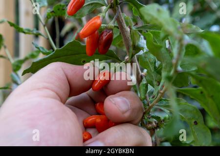 Ramo di pianta di bacche di Goji mature. Lycium barbarum Foto Stock