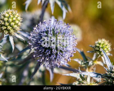 Foto macro di una pianta di campo spinosa blu. Immagine di sfondo. Inserire il testo. Foto pubblicitaria. Poster. Modello. Etnoscienza. Natura. Foto Stock