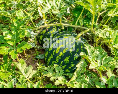 Cocomero a strisce verdi con foglie che crescono su un melone. Cocomeri nel campo agricolo. Raccolta su meloni. Fattoria. Immagine di sfondo. Dolce fo Foto Stock