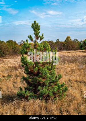 Pino verde solitario contro il cielo blu. Legno asciutto. Alberi decidui. Prato verde. Pineta. Cielo blu con nuvole bianche. Immagine di sfondo. Summe Foto Stock