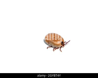 L'acaro del bloodsucker dell'insetto su uno sfondo bianco. Tick beetle. Encefalite da zecche. Insetti sono sanguinatori. Vampiro zecche. Gatti domestici e cani. Foto Stock