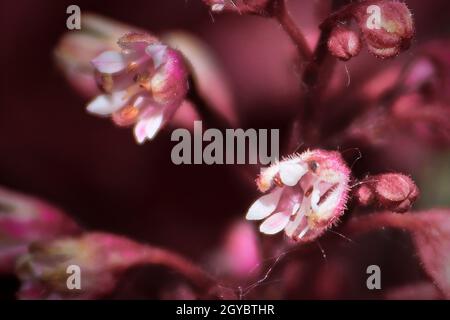 Macro di fiori delicati su una pianta heuchera campana corallo. Foto Stock