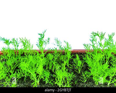 Piantine verdi di giovani pianta di aneto in una scatola di plastica. Anetum graveolens. Aneto pianta. Piantine di piante agricole. Contenitori in plastica. Sfondo bianco Foto Stock