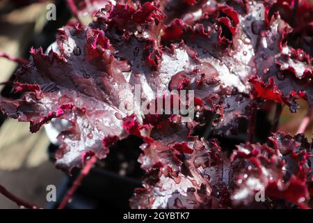 Primo piano delle foglie di burgandy su una pianta di campana di corallo. Foto Stock