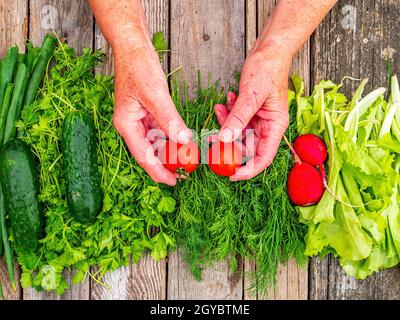 Verdure nelle mani di un venditore su un banco di commercio di legno. Cetriolo verde. Pomodoro rosso. Rafano rosso. Insalata di verdure. Cipolle e prezzemolo. Aneto e l Foto Stock