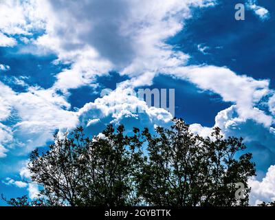 Rami di un albero su uno sfondo di un cielo blu nuvoloso. Cielo blu. Nuvole bianche. Nuvole. Foglie verdi. Ramo di un albero. Giorno di sole. Naturale l Foto Stock