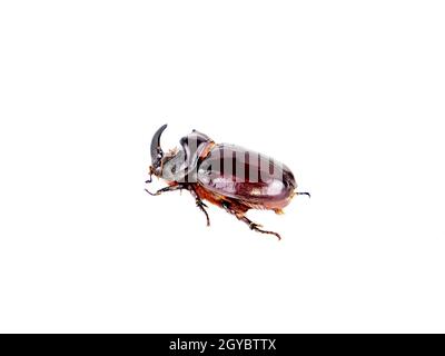 Insetto scarabeo Oryctes nasicornis su sfondo bianco. Scarabeo di rinoceronte. Insetto animale. Naso e corno di un animale. Ecosistema ed Ecologia. Zoologia. Foto Stock