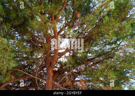 La corona di un pino marittimo -Pinus Pinaster-, tipico del Mediterraneo, osservato da sotto l'albero Foto Stock