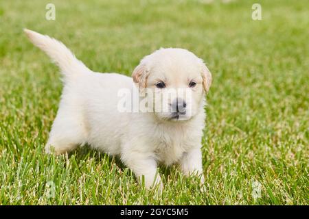 Energico cucciolo di recupero d'oro in piedi in erba verde Foto Stock