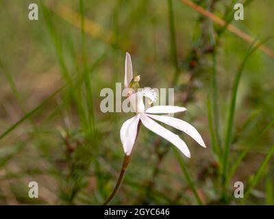 White Finger Orchid, un'orchidea australiana nativa (Caladenia catenata) fotografata sulla penisola di Mornington, Victoria, Australia Foto Stock