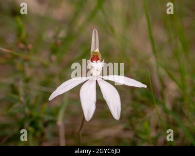 White Finger Orchid, un'orchidea australiana nativa (Caladenia catenata) fotografata sulla penisola di Mornington, Victoria, Australia Foto Stock