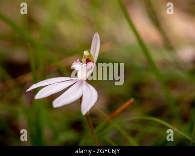 White Finger Orchid, un'orchidea australiana nativa (Caladenia catenata) fotografata sulla penisola di Mornington, Victoria, Australia Foto Stock