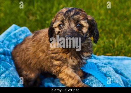 Cucciolo di goldendoodle nero e marrone in coperta blu da erba Foto Stock